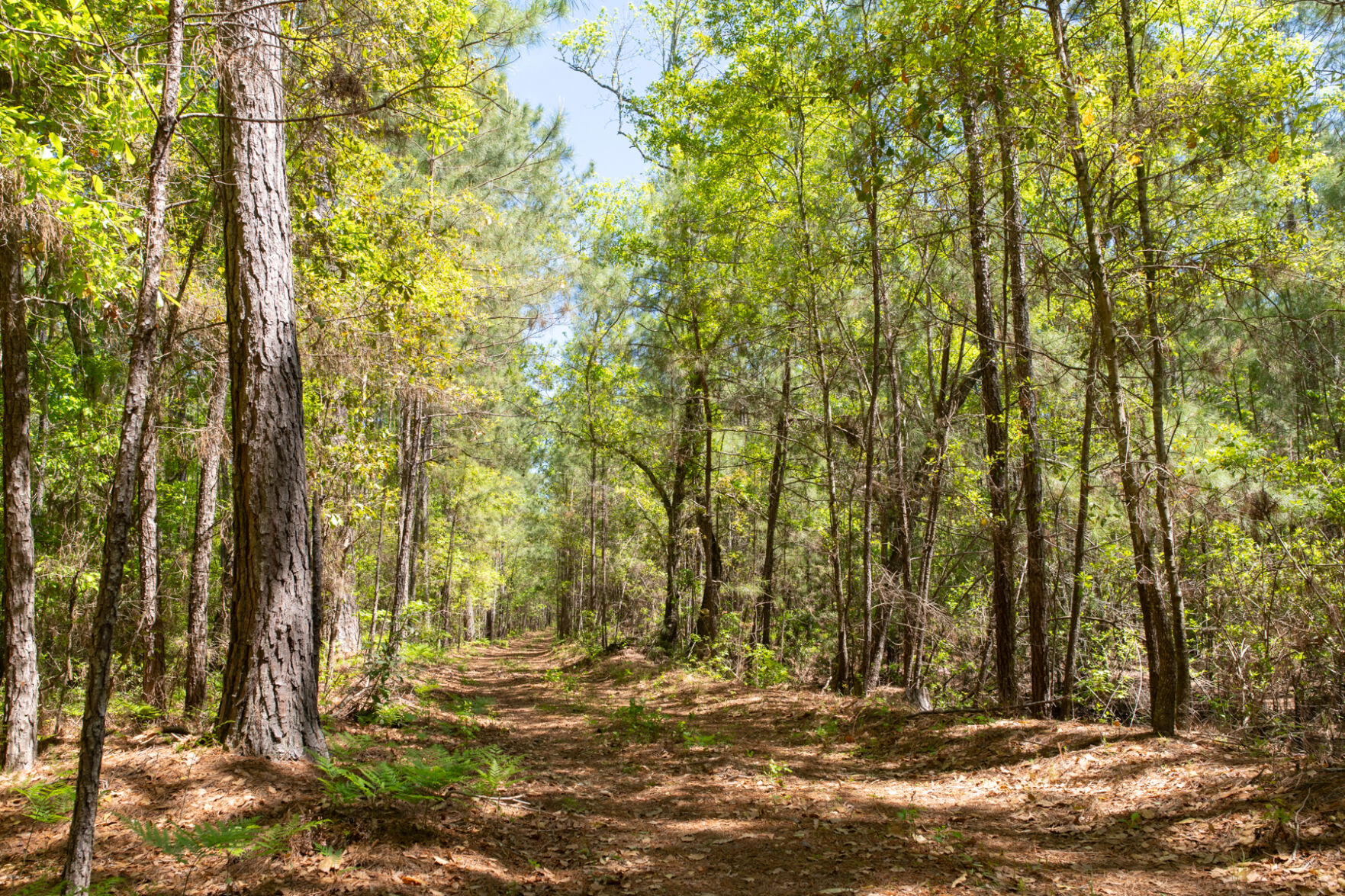 Honey Hill stagecoach road.jpg